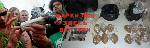 прущие грибы Карпинск